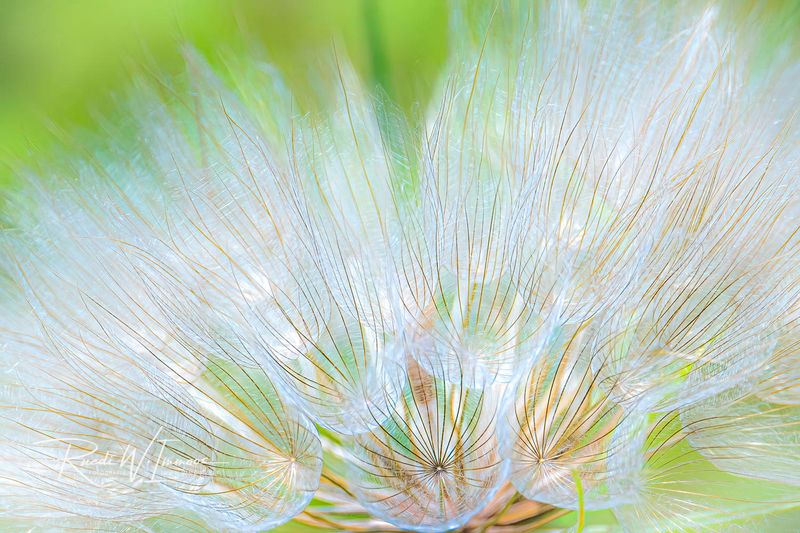Samenstand einer Blume
