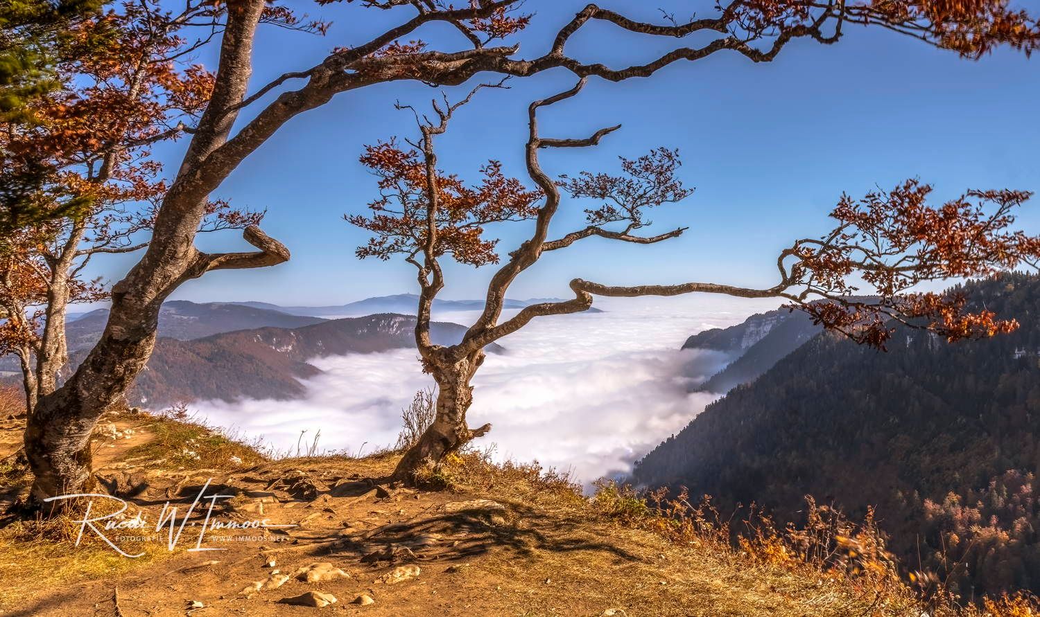 Morgennebel Creux du Van (JU)