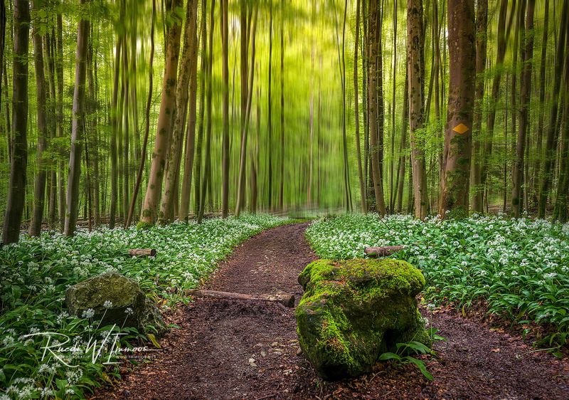 Naturpark Sihl-Wald (ZH)