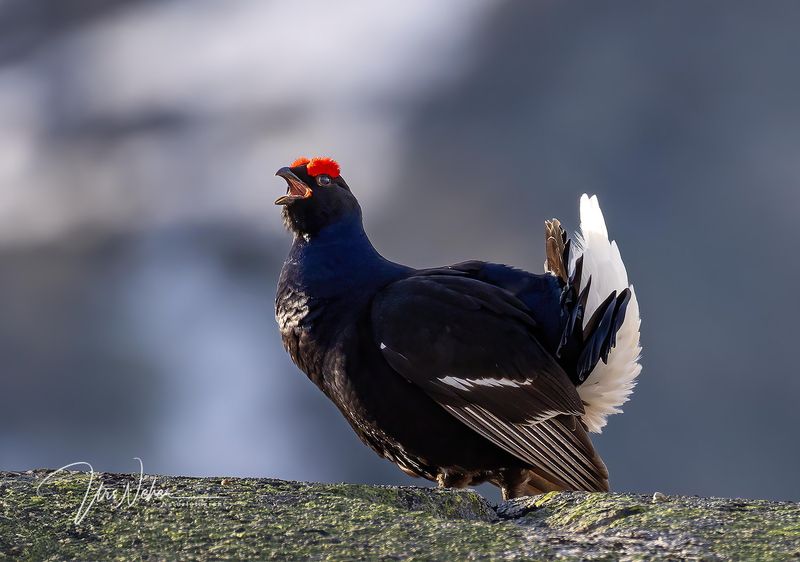 Birkhahn