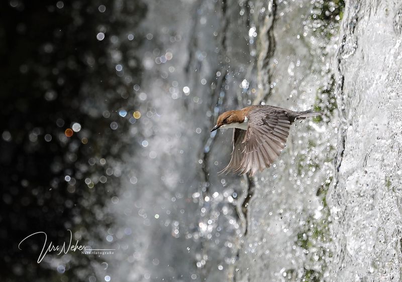 Wasseramsel durchfliegt &quot;Wasserfall&quot;