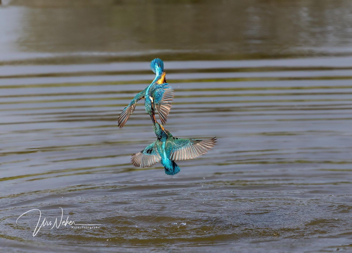 Eisvogelpaar im Flug