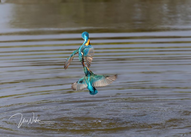 Eisvogelpaar im Flug