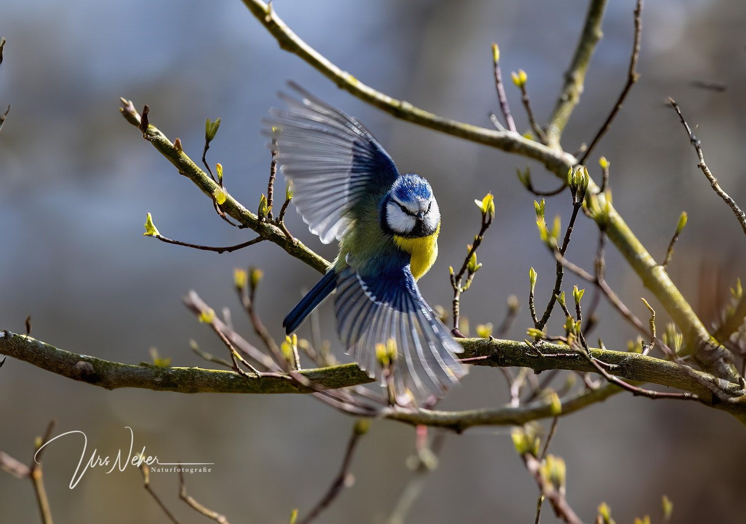 Blaumeise