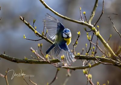 Blaumeise