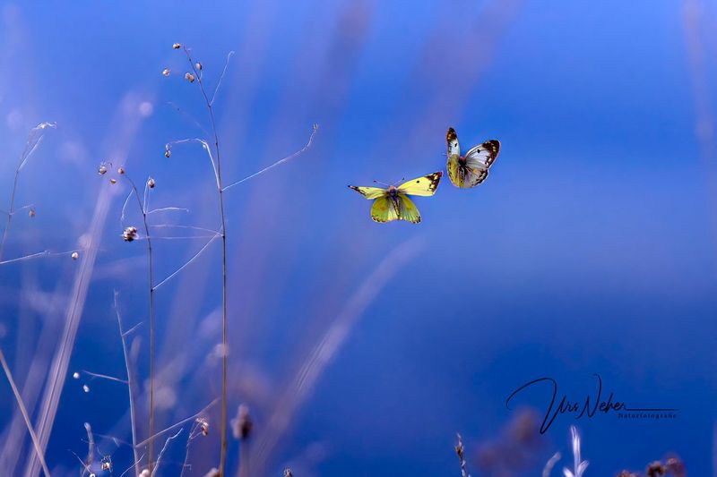 Schmetterling Hufeisenklee Gelbling