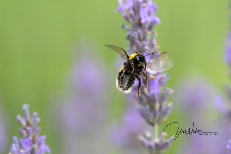 Hummel