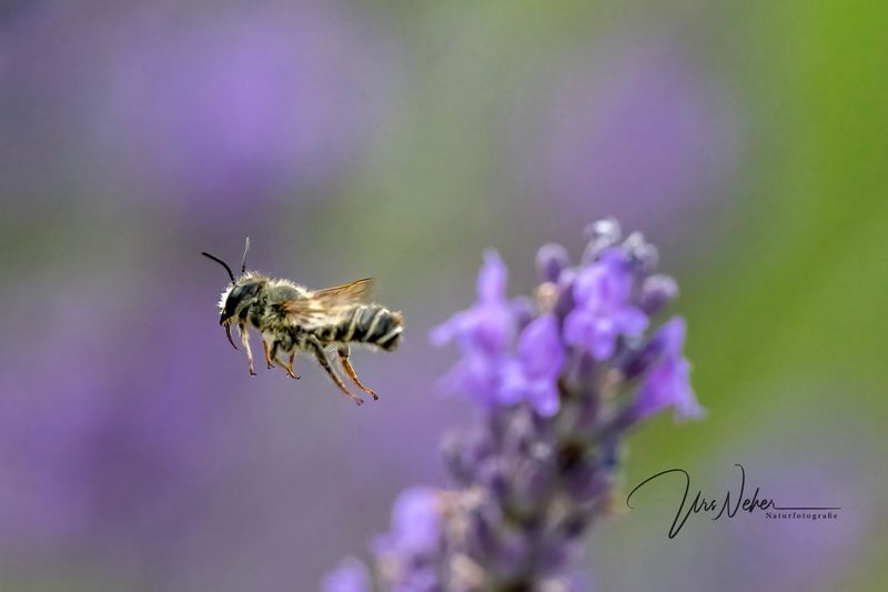 Biene im Abflug