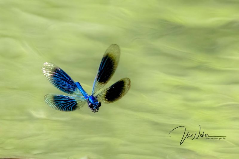 Libelle