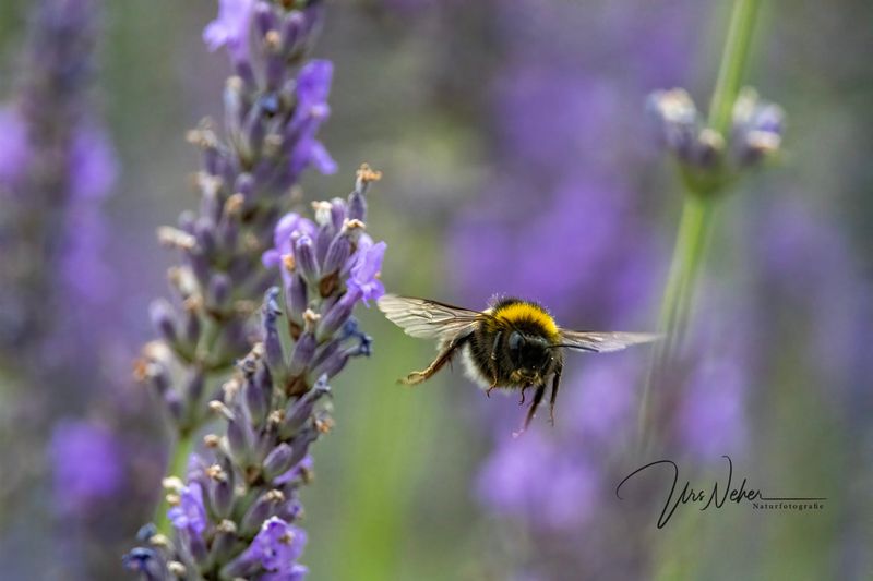 Hummel im Flug