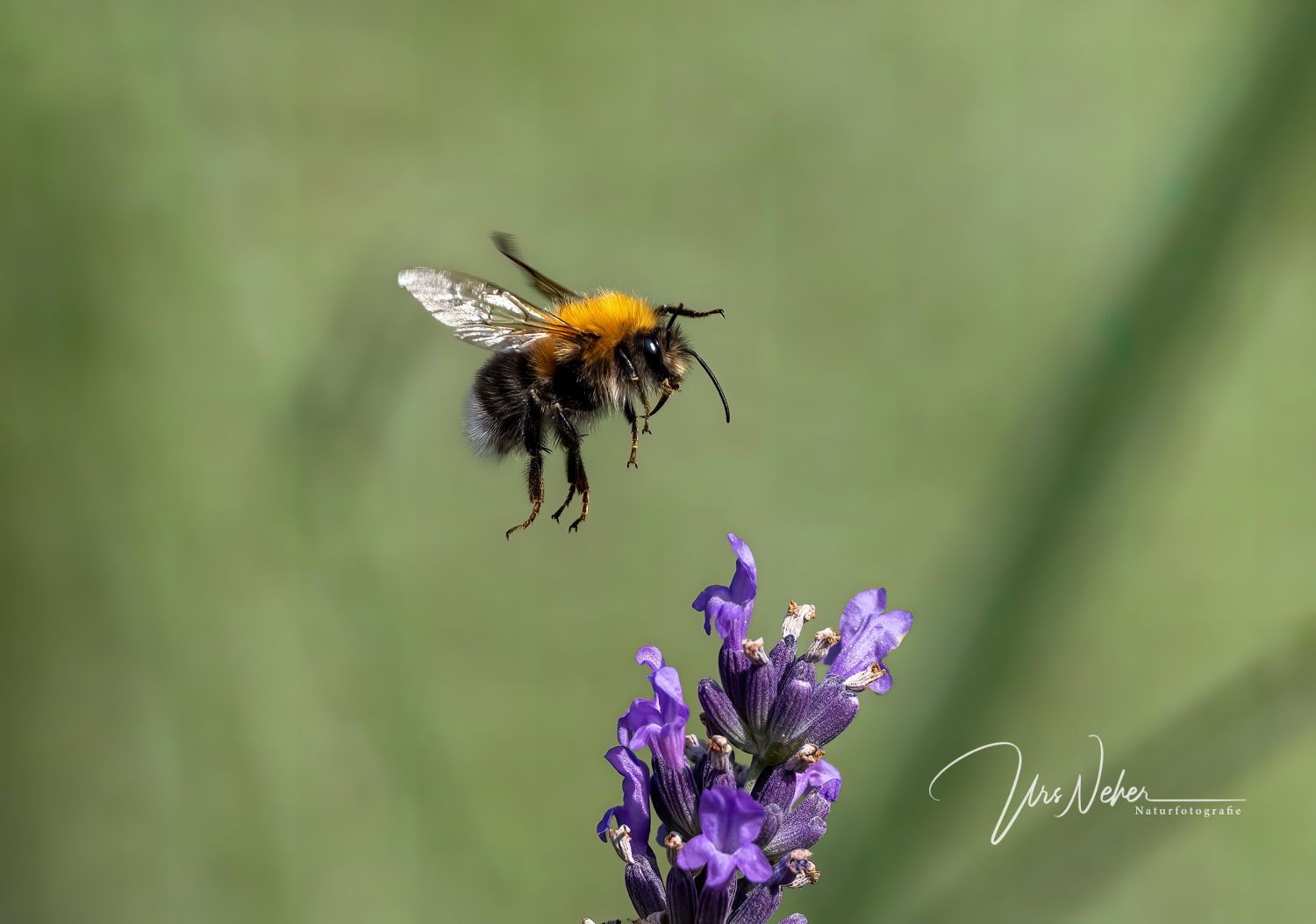 Hummel
