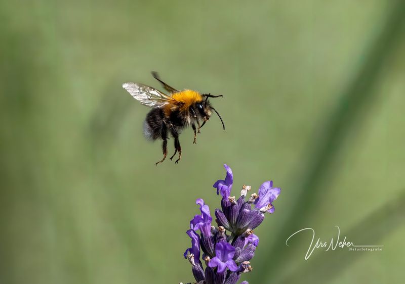 Hummel
