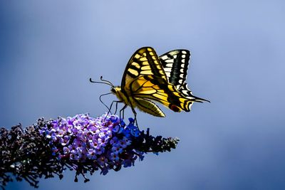 Insekten
