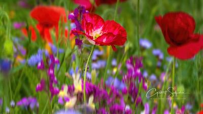 Mohnblumen