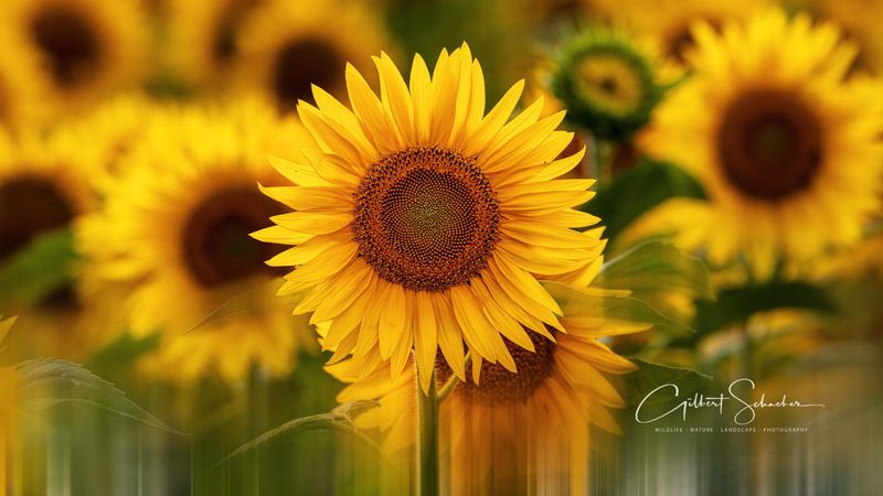 Sonnenblumen in der Magadino-Ebene (TI)