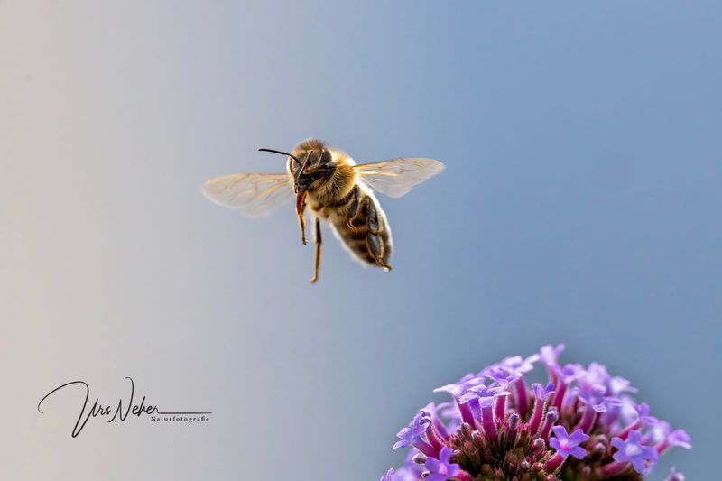 Biene im Flug