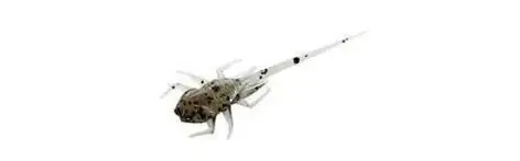 13 B.A.M.F. BLACK MAGIC