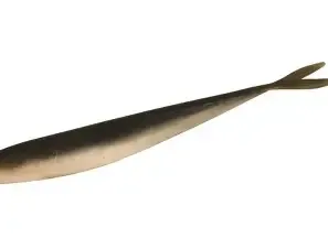 northland spilt tail smelt