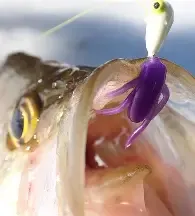 corix midnight purple