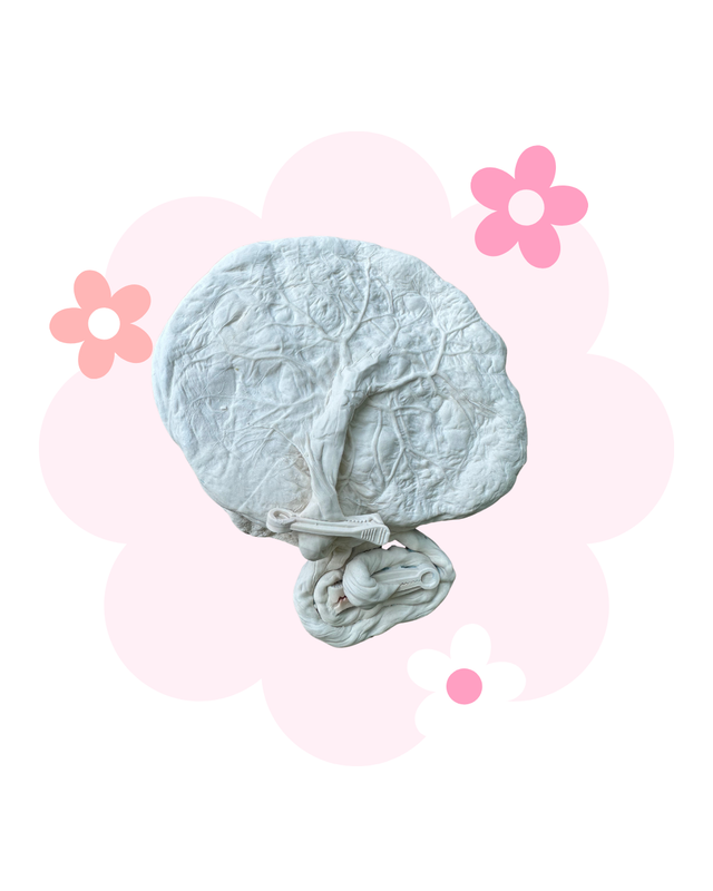 Placenta casting £135