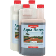 Canna Aqua Flores