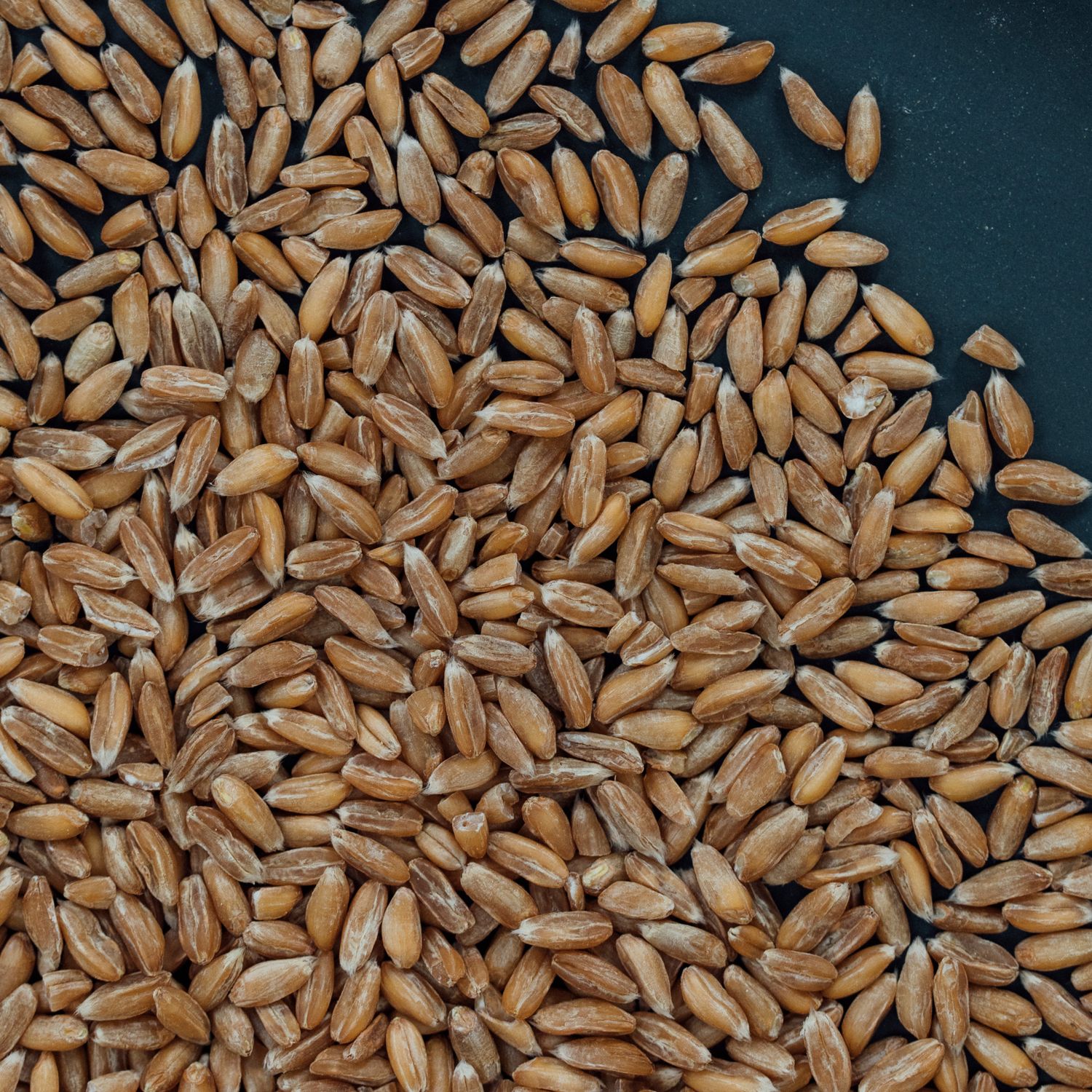 Whole spelt BioSuisse