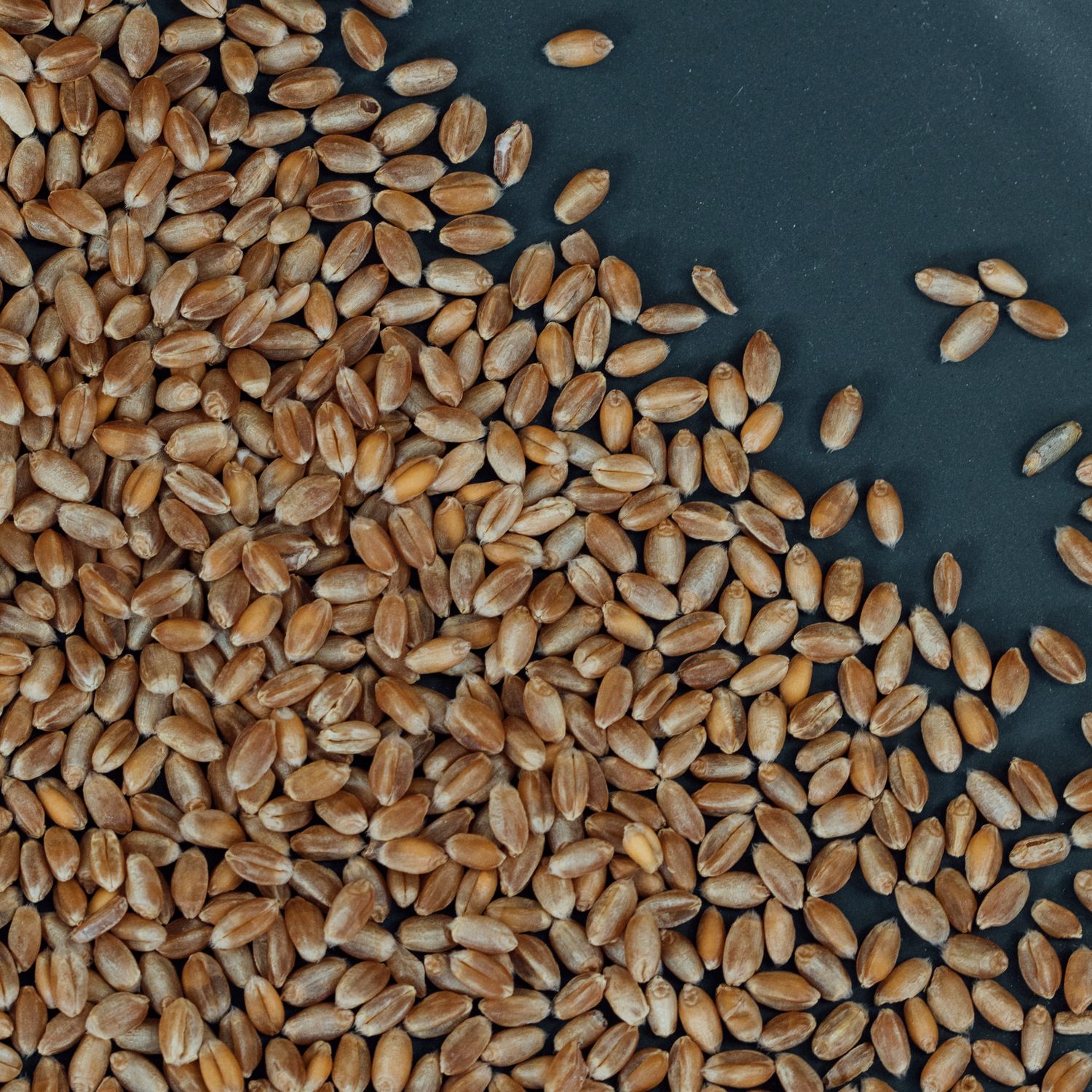 Whole wheat BioSuisse