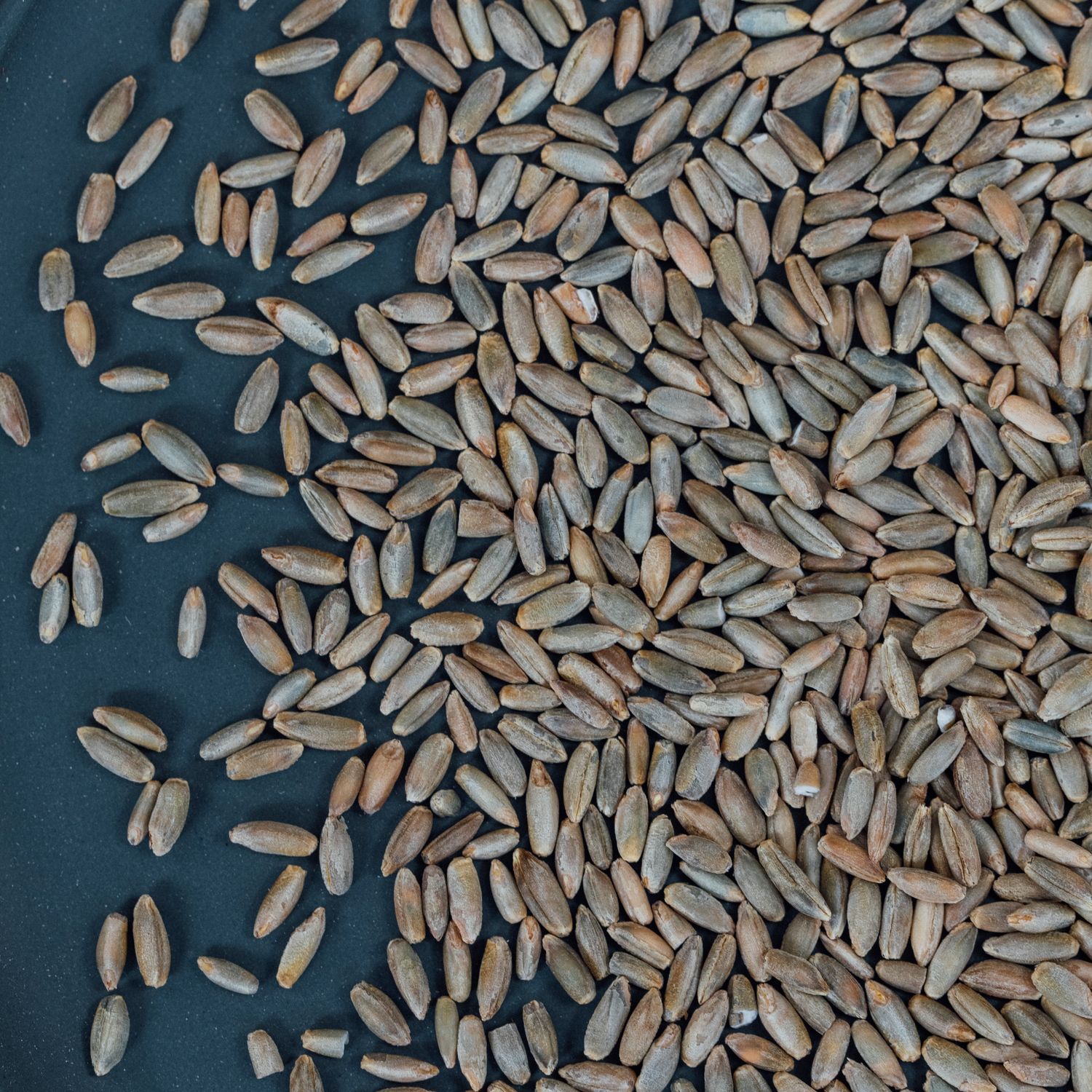 Whole rye BioSuisse