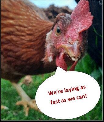 We are currently sold out with all eggs pre-allocated! 🥚 🐔 We are currently sold out with all eggs pre-allocated! 🥚 🐔