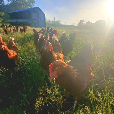 Cluck &amp; Collect - Farm Gate Collection. Tray of 30 Size 6 eggs from our new chooks
