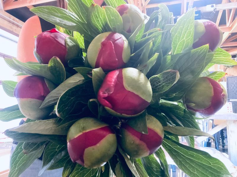 Large Bunch of Peonies