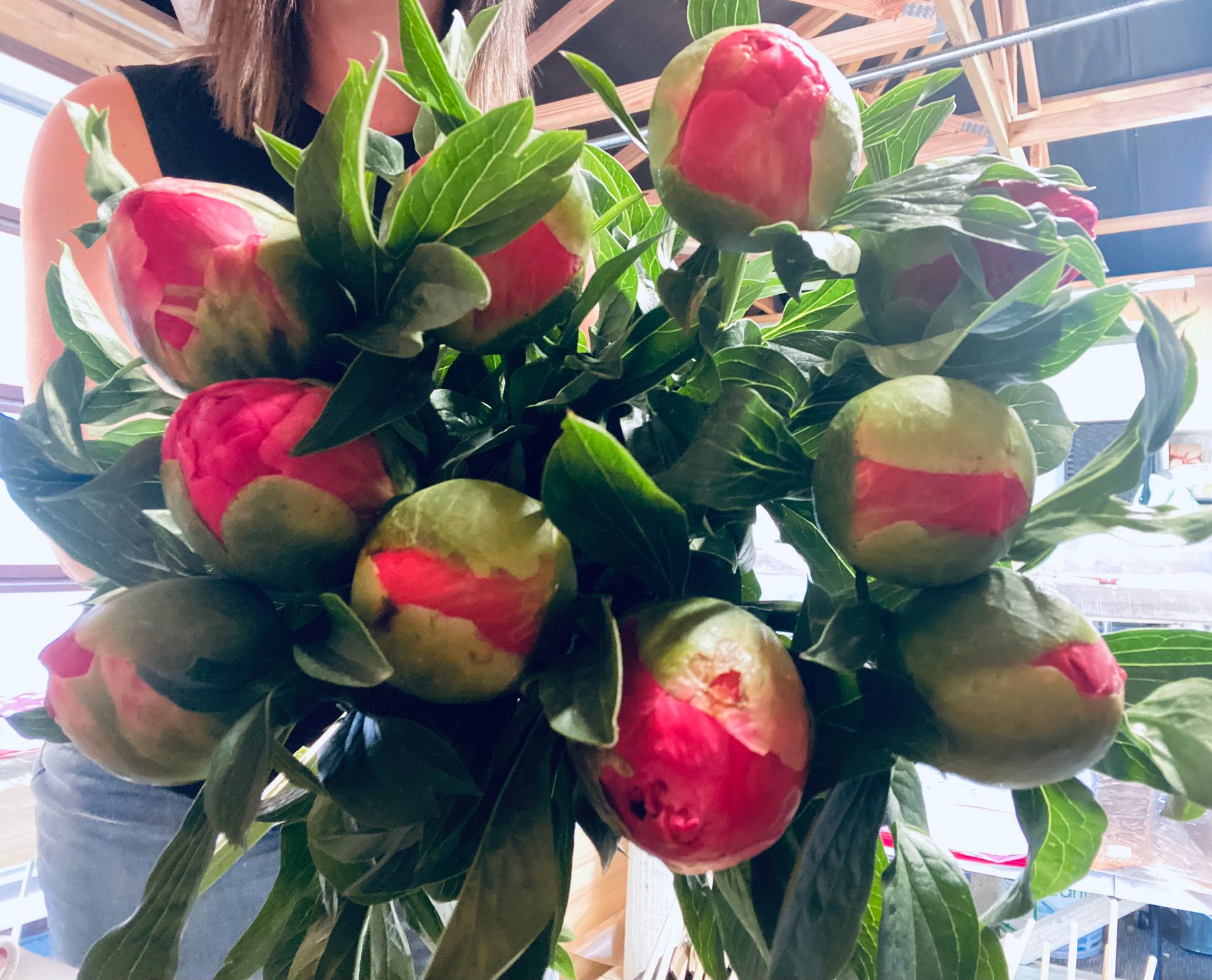 Large Bunch of Peonies