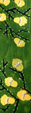 Flores de Campo