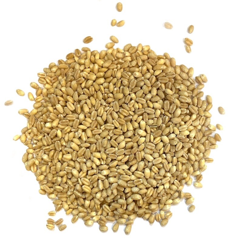 Grano tenero perlato