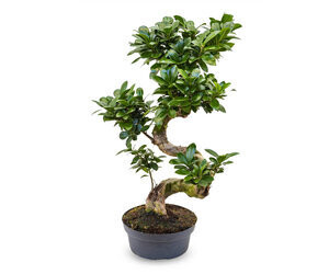 Ficus Microcarpa Potmaat 30