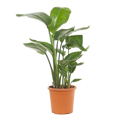 Strelitzia Nicolai plant