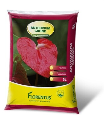 Florentus Anthurium 5 Liter