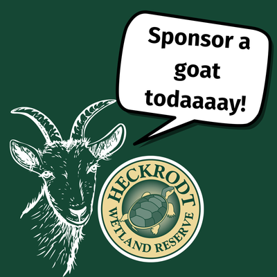 Goat Sponsorships