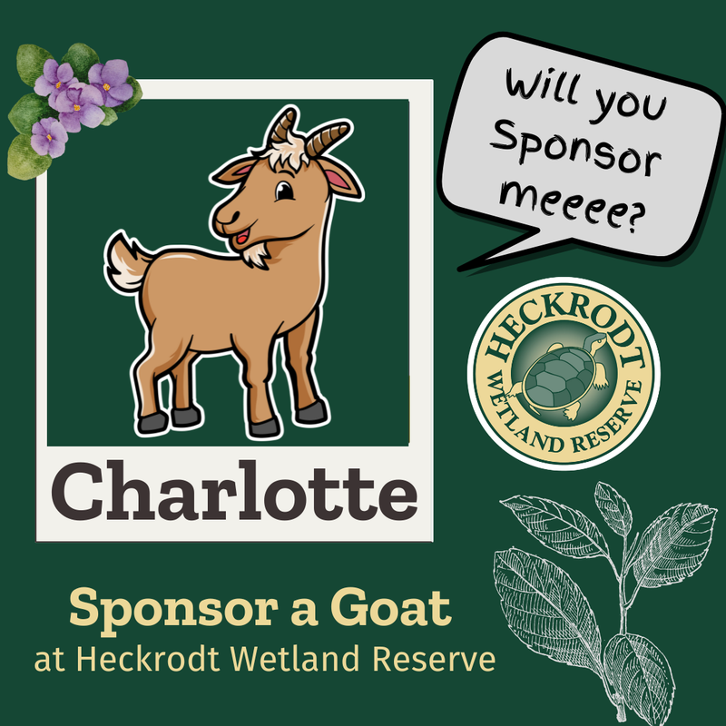 Goat Sponsorship- Charlotte