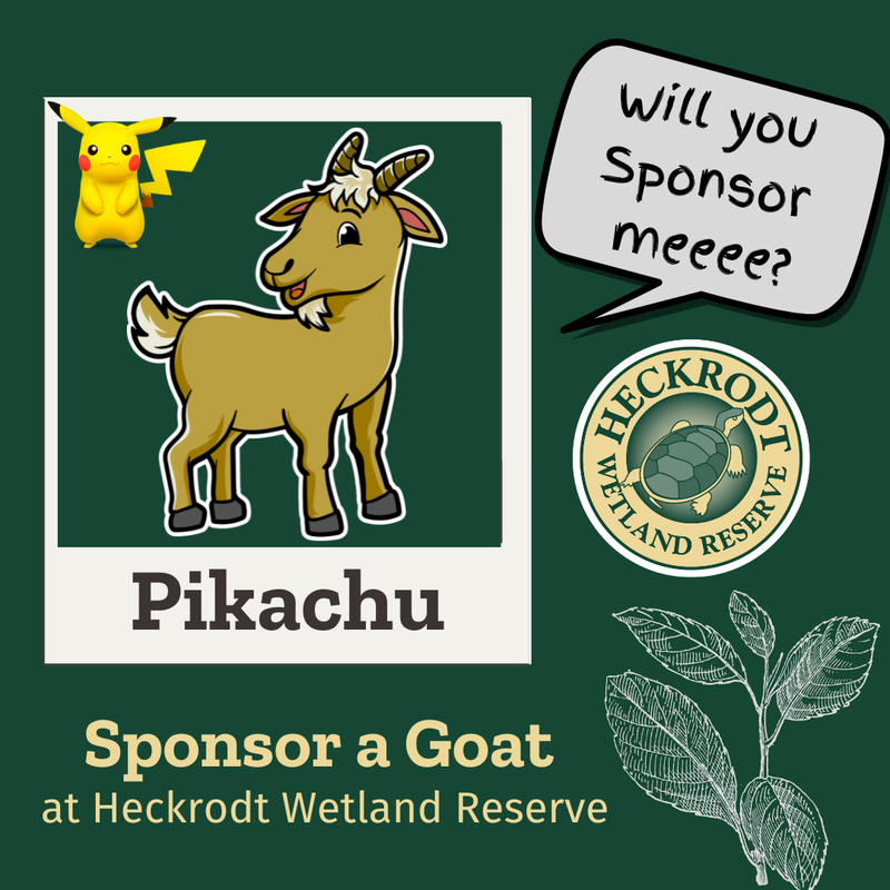 Goat Sponsorship-Pikachu