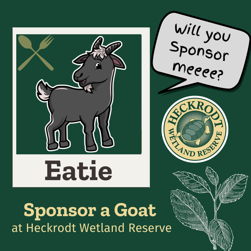 Goat Sponsorship-Eatie