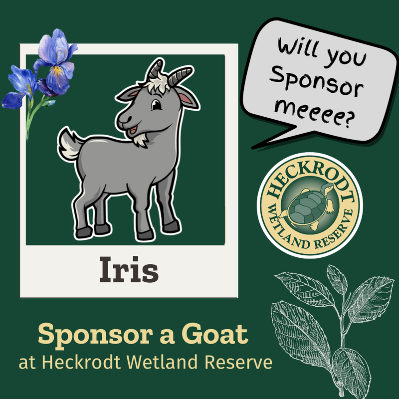 Goat Sponsorship-Iris