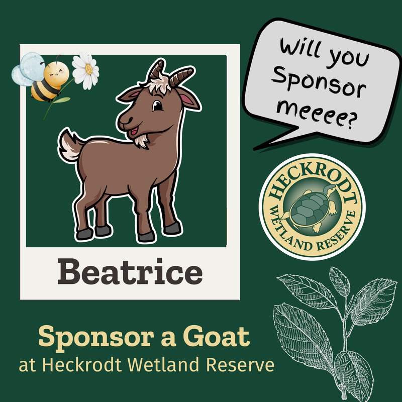 Goat Sponsorship- Beatrice