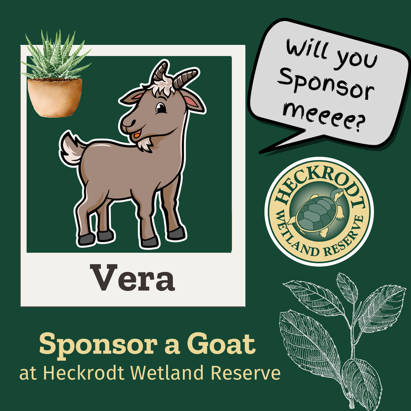 Goat Sponsorship- Vera