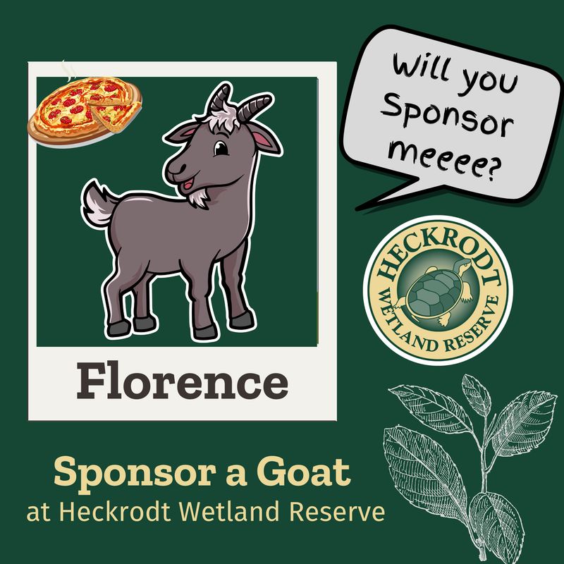 Goat Sponsorship- Florence