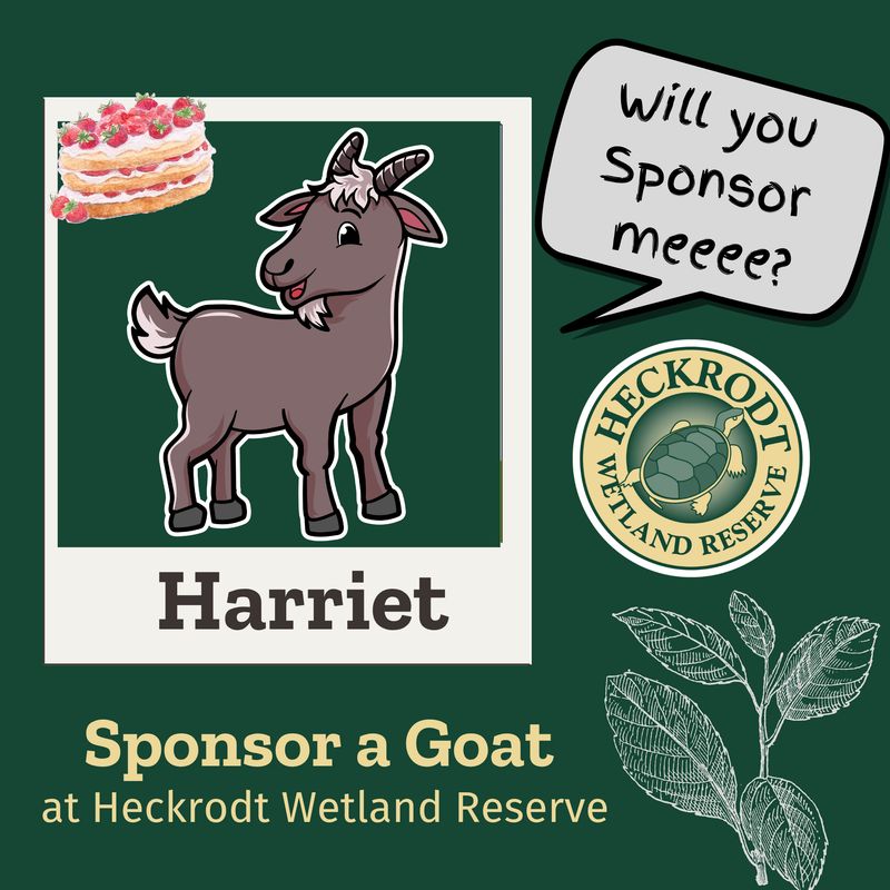 Goat Sponsorship-Harriet