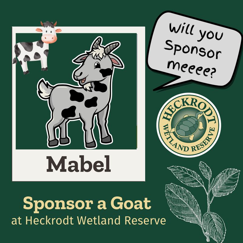 Goat Sponsorship-Mabel