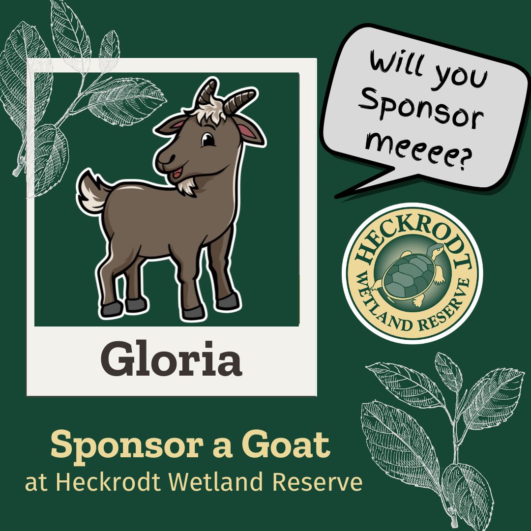 Goat Sponsorship-Gloria Goat Sponsorship-Gloria