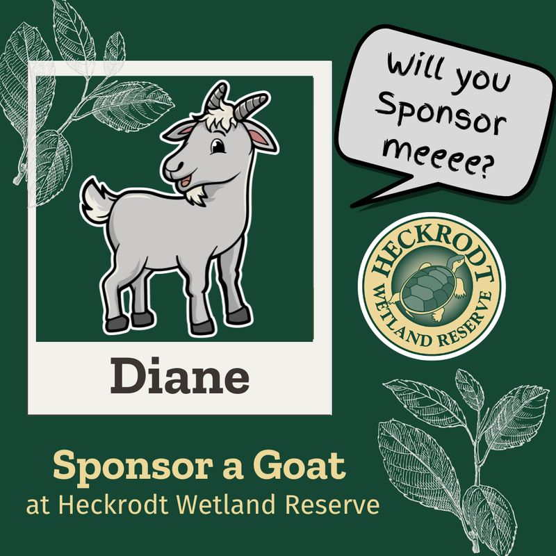 Goat Sponsorship- Diane