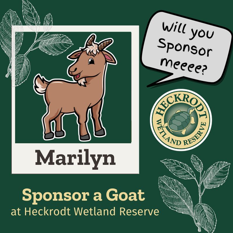 Goat Sponsorship-Marilyn